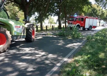 Entfernen eines losen Astes aus dem Baum.