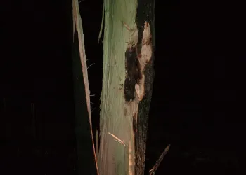 Einsatzbild H1 Sturmschaden