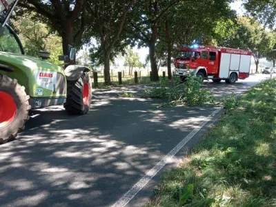 Entfernen eines losen Astes aus dem Baum.