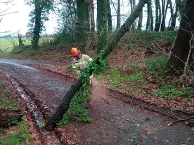 Baum auf Fahrbahn