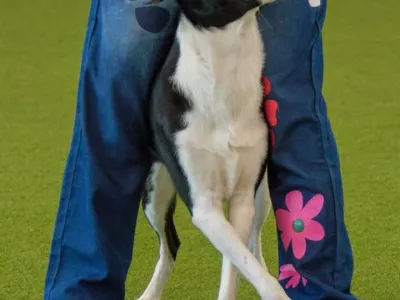 Bild eines Hundes bei der Aktion Dogdance